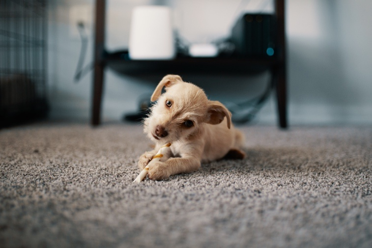 A Puppy Sits on a Carpet.
