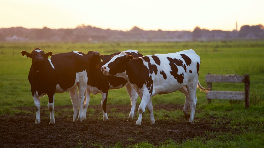 Cows in a Farm